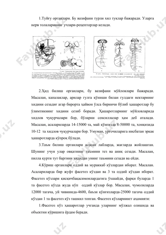 умуман, урғочиларига нисбатан эркак ҳашаротларда кўпроқ бўлади. 3.таъм билиш органлари асосан лабларда, жағларда жойлашган. шунинг учун улар овқатнинг таъмини тез ва аниқ сезади. масалан, пилла қурти тут баргини хидидан унинг таъмини сезади ва ейди. 4.кўриш органлари оддий ва мураккаб кўзлардан иборат. масалан. асалариларда бир жуфт фасетоз кўздан ва 3 та оддий кўздан иборат. фасетоз кўзлари қисқичбақасимонлардагига ўхшайди, фарқи буларда 1 та фасетоз кўзда жуда кўп оддий кўзлар бор. масалан, чумолиларда 12000 тагача, уй чивинида-4600, баъзи қўнғизларда-25000 тагача оддий кўздан 1 та фасетоз кўз ташкил топган. фасетоз кўзларнингг аҳамияти: 1.фасетоз кўз ҳашаротлар учганда уларнинг мўлжал олишида ва объектни кўришига ёрдам беради. 2.ҳашаротлар ўсимлик гулини кўриб кейин қўнади ва нектари билан озиқланади, чанглантиради. 3.ҳашаротларнинг эркак ва урғочилари бир-бирини кўриб топиб олади ва қўшилади. 4.оддий кўзлар ёрдамчи, баъзиларида эса асосий вазифани бажаради организмнинг ёруғликка йўналишини таъмилайди. 5.эшитиш ва мувозанат органлари тимпанель орган деб аталади. бу орган гавданинг турли жойларида жойлашган бўлади. масалан, ён …