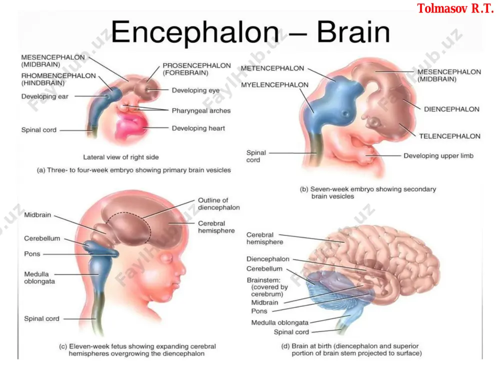 ervi (n. hypoglosus) - piramida bilan oliva o‘rtasidagi egatdan – shu nomli kanal. tolmasov r.t. tolmasov r.t. ta’lim beruvchi tolmasov ro‘zibek tolmasovich