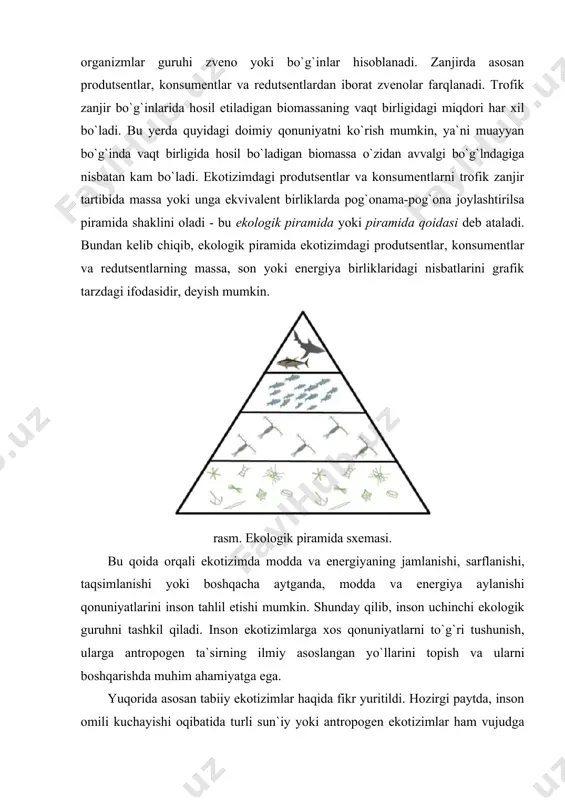 vazifasini ham bajaradi. ekotizimdagi tirik organizmlarning bir-biri bilan oziqlanishi orqali bog`lanishini trofik yoki ozuqa zanjiri deb ataladi. bu ekotizimda modda va energiyani qay tarzda aylanishini ifoda etadi. ozuqa zanjirida ishtirok etuvchi organizmlar guruhi zveno yoki bo`g`inlar hisoblanadi. zanjirda asosan produtsentlar, konsumentlar va redutsentlardan iborat zvenolar farqlanadi. trofik zanjir bo`g`inlarida hosil etiladigan biomassaning vaqt birligidagi miqdori har xil bo`ladi. bu yerda quyidagi doimiy qonuniyatni ko`rish mumkin, ya`ni muayyan bo`g`inda vaqt birligida hosil bo`ladigan biomassa o`zidan avvalgi bo`g`lndagiga nisbatan kam bo`ladi. ekotizimdagi produtsentlar va konsumentlarni trofik zanjir tartibida massa yoki unga ekvivalent birliklarda pog`onama-pog`ona joylashtirilsa piramida shaklini oladi - bu ekologik piramida yoki piramida qoidasi deb ataladi. bundan kelib chiqib, ekologik piramida ekotizimdagi produtsentlar, konsumentlar va redutsentlarning massa, son yoki energiya birliklaridagi nisbatlarini grafik tarzdagi ifodasidir, deyish mumkin. rasm. ekologik piramida sxemasi. bu qoida orqali ekotizimda modda va energiyaning jamlanishi, sarflanishi, taqsimlanishi yoki boshqacha aytganda, modda va energiya aylanishi qonuniyatlarini inson tahlil …