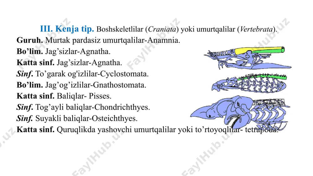 nida jinssiz va jinsli individlar bor. appendikulariyalar sinfi appendikulariyalar gavdasining uzunligi 0,5-3 mm dan, ayrim turlari 1-2 sm gacha borishi mumkin. ular yakka-yakka holda dengizlarda erkin suzib yurib hayot kechiruvchi primitiv qobiqlardan hisoblanadi. appendikulariyalarning xordasi bir umrga saqlanadi. ularning tuziiishi assidiyalar lichinkasining tuzilishiga o’xshaydi, undan, asosan ipsimon nerv tortmasi va dumi borligi bilan farq qiladi. dumi assidiya lichinkasi dumi singari, yonidan siqilgan bo'lsa ham, lekin vertikal tekislik bo’ylab o’rnashmay balki, gorizontal tekislik bo’ylab o’rnashgan bo'ladi appendikulariya falia ethiopica (uychadan ajratib olingan gavdasi): 1-og’zi; 2 -xordasi;- muskullari; 3- urug’ bezi. boshskeletsizlar (acrania) kenja tipi boshskeletsizlar haqiqiy dengiz hayvonlari bo'lib, ko'pchilik turlari suv tubida hayot kechiradi. bu kenja tip vakillari butun hayoti davomida xordalilar tipining tuzilishi xususiyatlarini saqlab qoladi. ana shu sabab- dan boshskeletsizlar xordalilarning kelib chiqishini tushuntirishda katta ahamiyatga ega. boshskeletsizlar kenja tipi 30-35 ga yaqin turdan iborat yagona xordaboshlilar (cephalochordata) sinfini o’z ichiga oladi. boshske­letsizlar kenja tipining vakillaridan- lansetniklar atlantika, …