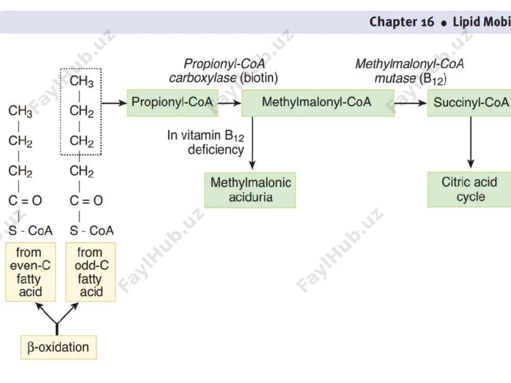 lipid mobilization and catabolism - Page 5
