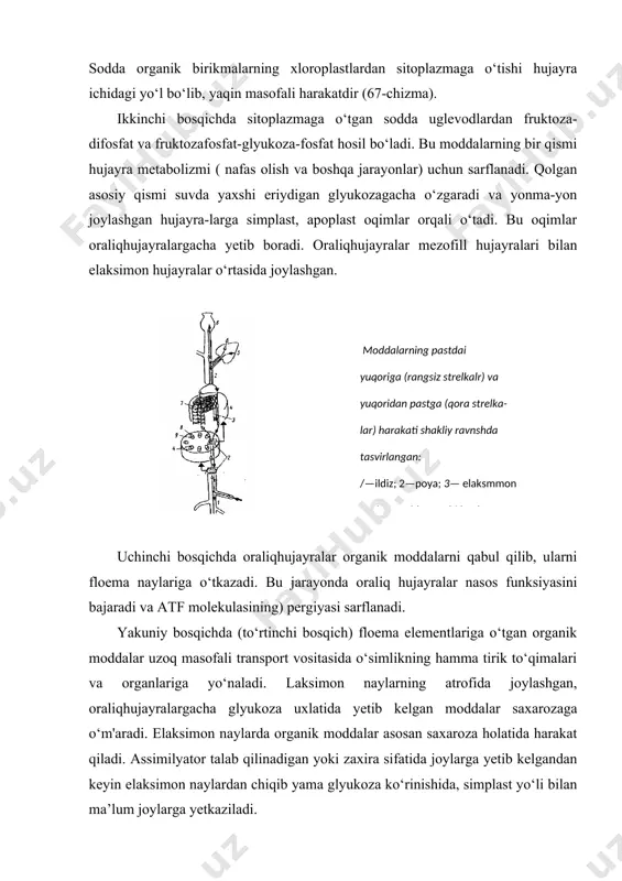 ‘xtagan barglardan ham assimilyatorlarii so‘rib olachi. modlalarningharakatlanish tezligi harorat, suvrejimi, mineral oziq-ch.shshp, fotosintez, nafas olish va boshqalarga bog‘liqholda o‘zgaradi. iroratning pasayishi, to‘qimalarda suv taqchilligining ro‘yobga ksli-pi1, nafas olish jadalligining (kislorod yetmaslik, zaharli moddalar |;p.sirida) pasayishi natijasida energiyaning kamayishi, fsposintez jldalligining pastligi natijasida organik moddalarning kam hosil tivuiniin kabilarning ta’siridan organik moddalarning harakatlapishi ham sustlashadi. o‘z navbatida, o‘simlik funksiyalarining ingeg-ratsiyasida va fiziologik jarayonlarning faolligini belgilashda moddalartransportiningham roli katta. a.l.kursanov (1976) o‘z shogirdlari bilyan aniqlashicha, orga​nik moddalar voyaga yetgan barglardan yosh barglarga o‘tadi. generativ organlarning (gul va meva) hosil bo‘lish davrida ularga yaqin joy-lashgan barglar organik moddalarni generativ organlarni ta’min-lashga yo‘naltiradi. ayniqsa, fiziologik faol (o‘stiruv) moddala-ri ko‘p bo‘lgan generativ organlar organik moddalarni ko‘proqo‘zi-ga tortadi va yaxshiroq rivojlanadi. organik moddalar yegishmay qolgan organlarning rivojlanishi sustlashadi, ayniqsa, yo'sh generativ organlar (g‘uncha va gullar) ko‘proq to‘kiladi. o‘simliklarda sodir bo‘ladigan bu jarayonlarni o‘rganish va ularning oldini olish . tadbirlarini ishlab chiqish va amaliyotga joriy etish bilan …