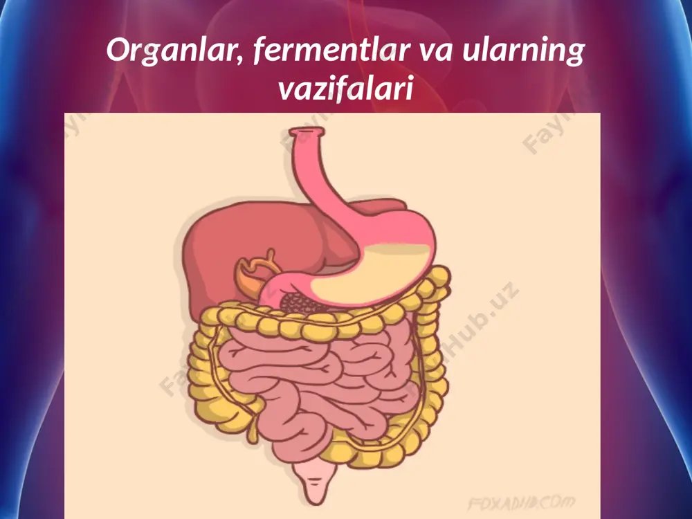 v bu usulni yana ham takomillashtirib, operatsiya yo‘li bilan itning me’dasida „kichik me’da“ hosil qilish usulini yaratdi. shuningdek, u operatsiya yo‘li bilan jag‘osti, quloqoldi bezlariga ham fistula o‘rnatib, ulardan ajraladigan so‘lakning miqdori va tarkibini o‘rganish usullarini ishlab chiqdi (40- rasm). pavlovning xizmati shundaki, u ovqat hazm qilish organlari vazifasini faqat shartsiz reflekslar hosil qilish yo‘li bilan emas, balki shartli reflekslar hosil qilish yo‘li bilan ham o‘rgandi. hozirgi davrda ovqat hazm qilish organlarining ishini o‘rganishda zondlash, rentgenoskopiya, ultratovushlardan ham foydalanilmoqda. savol va topshiriqlar ovqat hazm qilish jarayoni odamning salomatligi uchun qanday ahamiyatga ega? ovqat hazm qilish organlari qanday vazifalarni bajaradi? ovqat hazm qilishda qanday fermentlar ishtirok etadi? i. p. pavlov ovqat hazm qilish organlarining funksiyasini o‘rga-nishda qanday usullarni yaratgan? image2.jpeg image3.gif image4.gif image5.gif image6.jpeg image7.jpeg image8.jpeg image9.jpeg image10.jpeg image11.jpeg image12.jpeg image13.gif image14.jpeg image15.png image1.jpeg