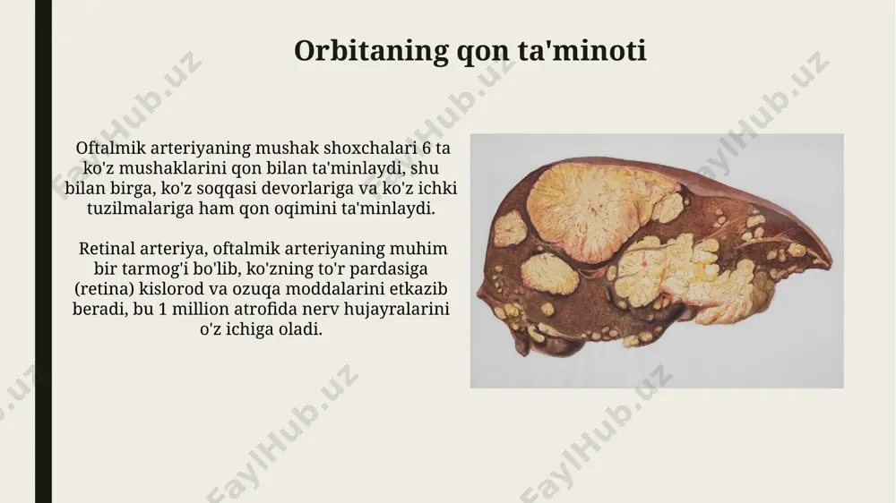 orbita funksional anatomiyasi. o‘smalari.kon’yunktiva, sklera va shox pardasi anatomiyasi - Page 5