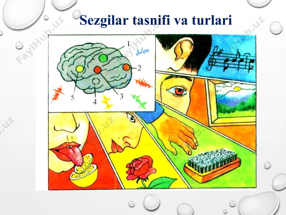 a'sirida harakat va statik sezgilar vujudga keladi. statik sezgilar gavdaning fazodagi holatini sezish va muvozanat saqlash sezgilari deb ataladi. gavdaning fazodagi holatini bilish va muvozanat saqlash sezgisi uchun ichki quloqdagi vestibulyar apparat retseptor vazifasini bajaradi. vestibulyar apparat quloq dahlizi yarim doira kanallaridan tashkil topgan bo’ladi, sezuvchi nerv tarmoqlari esa gavdaning fazodagi harakatini va holatini boshqaradi. gavda muvozanatini saqlashda alohida ahamiyat kasb etib, ular endolimfada suzib yuradigan mayda ohaktosh kristallardan tashkil topgan. organik sezgilar organik sezgilarning reseptorlari ichki organlarda, qizilo’ngach, me’da, ichak, qon tomirlari, o’pka va shu kabilarda joylashgan bo’ladi. ichki organlardagi jarayonlar organik sezgilar reseptorlarining qo’zg’atuvchilaridir. ularga quyidagilar kiradi: a) og’riq sezgilar; b) chanqoq sezgilari; v) noxush tuyg’ular; g) ochlikni sezish. pozitiv negativ kuchsiz qo’zg’atuvchi ta'siri ostida sezgirlik oshadi qo’zg’atuvchining davomiy ta'siridan sezgirlik yo’qoladi kuchli qo’zg’atuvchi ta'siridan sezgirlikning susayishi analizatorlarning o’zaro munosabati va mashq qilishi natijasida sezgirlikning kuchayishi sensibilizasiyaning adaptasiyadan farqi: adaptasiyada sezgirlik oshadi yoki kamayadi, sensibilizasiyada esa faqat oshadi. …