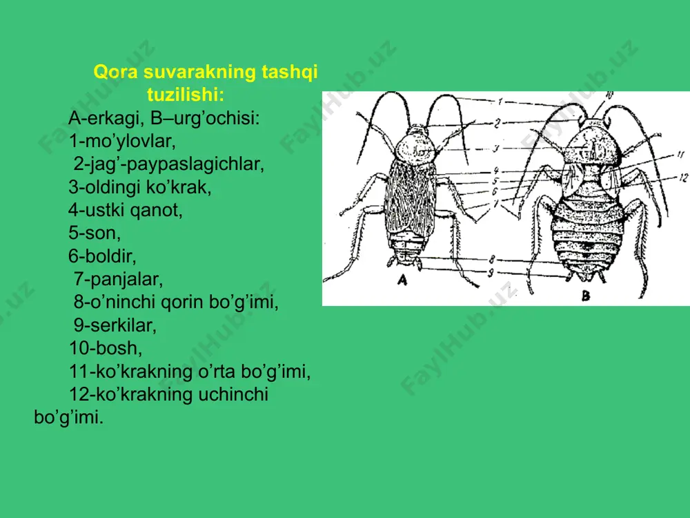 i. hasharotlarning ichki tuzilishi: a-orqadan ko’rinishi, b-yondan ko’rinishi: 1–halqum, 2–qizilo’ngach, 3–jig’ildon, 4–muskulli oshqozon, 5–ichakning ko’r o’simtalari, 6–o’rta ichak, 7–orqa ichak, 8–malpigiy naychalar, 9–orqa qon tomiri va yuragi, 10–halqumusti nerv tuguni, 11–qorin nerv zanjiri, 12–urug’don, 13, 14–jinsiy organlar qo’shimcha bezlari, 15–traxeyalar, 16–so’lak bezi, 17–uning rezervuari, 18–nafas olish teshigi, 19–simpatik nerv sistemasi. hasharotlarning ta'm bilish va hid bilish organlari ham juda yaxshi rivojlangan. тa'm bilish organi jag`larida yoki oyoq panjalarining ostida joylashgan. ko`pchilik hasharotlarda atrof-muhit harorati va namligining o`zgarishini sezuvchi organlar ham bor. hasharotlarda hid bilish organlari mo`ylovlarida, ayrimlarida esa tanasining yuzasidagi tukchalarda joylashgan. ularning hid bilish qobiliyati odamnikiga nisbatan 40 baravar ortiq bo`ladi. ayrim tunlam kapalaklarining erkagi urg`ochisining hidini 11 km dan ham sezadi. ba'zi hasharotlarda maxsus ovoz chiqarish va eshitish organlari ham bo`ladi. ovoz chiqarish organlari xilma-xil bo`lib, qanotlari, orqa oyoqlari yoki ko`krak qismida joylashgan. eshitish organlari timpanal organlar deyiladi. ular juda yupqa kutikula membrana va u bilan bog`langan sezgir …