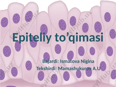 epiteliy to’qimasi — PPTX