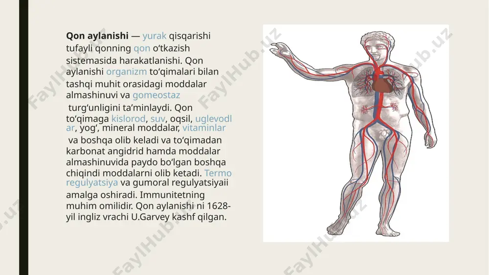 turadigan soʻrgʻichsimon muskullar bor. bu muskullar uchidan chiqqan payli tolalar boʻlmacha-qorincha klapanlari tavaqalarining qirralariga yopishgan. ular klapanlar tavaqalarini boʻlmachaga qarab koʻtarilishiga toʻsqinlik qiladi. aorta va oʻpka arteriyasiasosida yarimoysimon klapanlar joylashgan. klapanlar shu tomirlarning yoʻnalish tomoniga ochiladigan 3 tavaqadan iborat. yurak qisqarganda qon oʻng qorinchadan oʻpka arteriyasiga, chap qorinchadan aortaga quyiladi. yurakning ustki chegarasi iii qovurgʻa togʻayining toʻsh suyagiga yopishayotgan joyidan oʻtkazilgan gorizontal chiziqqa toʻgʻri keladi. yurakning oʻng chegarasi toʻsh suyagining oʻng chekkasidan (oʻng iii va v qovurgʻalar roʻparasida) 2—3 sm chetroqda boʻladi. bir yoshgacha boʻlgan bolalarda yurakning oʻng tomondagi chegarasi toʻsh suyagining oʻng chekkasidan 1,0—1,5 sm chiqib turishi mumkin. yurakning pastki chap chegarasi v qovurgʻaning oʻrta oʻmrov chizigʻidan 1,5 sm ichkariga yurak uchiga toʻgʻri keladi. yurak chegarasi va vaziyati odam koʻkragining shakliga ham bogʻliq, koʻkragi keng odamlarda yurak pastroqda joylashadi. shuning uchun bunday tana tuzilishiga ega boʻlgan odamlarda yurak gorizontal holatda turadi. uzunligi oʻrtacha boʻlgan koʻkrak qafasida yurak qiyshiq turadi. …
