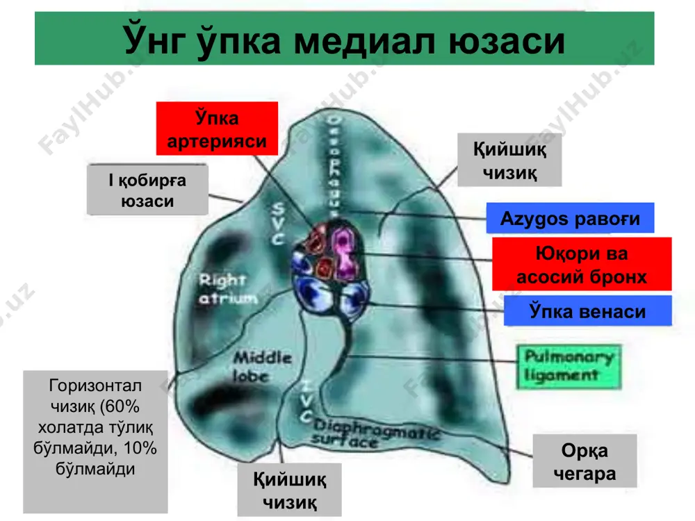 гностик белги клиник соғайиш сурункали шаклига ўтиши перифокал соҳада бронхиал дарахтни деформацияси  + ўпка артериясининг бўлак ёки сегментар шохларини ампутацияси - + ангиопульмонограммада перифокал соҳада капилляр фазани йўқолиши - + артериовеноз оқмаларни мавжудлиги - + перифокал соҳада бронхиал артерия шоҳларининг гиперваскуляризацияси - + + марчук индексини лаборатор (пл) 1,5 ед паст бўлиши. +  ўпка сурункали абсцесси - бу ўпка 2 – 3 ойдан кўп мавжуд бўлган носпецифик яллиғли чегараланган йирингли бўшлиқ бўлиб, таркибида йиринг ва секвестрлар мавжуд бўлади. баъзи пайтда атроф тўқимаси инфильт-рацияси кузатилади ўпка абсцесси ўпка абсцесси бронхографияси чап ўпка пастки бўлаги кўплаб абсцесси сурункали абсцессда бронхоскопик текширув ўпка абсцессини трансбронхиал катетерлаш усуллари ўпка абсцессини трансторакал дренажлаш усуллари иккала ўпка поликистози чап ўпка поликистози бронхоэктатик касаллик - бу бронх – ўпка аппаратининг сурункали яллиғланиш касал-лиги бўлиб, бронхлар девори эластик ва юмшоқ, мушак компонентларининг деструк-цияси муносабати билан бронх-лар кенгайишидан иборат пневмоцирроз ўпкада некроз ва тўқималар парчаланиши билан бўлиб …