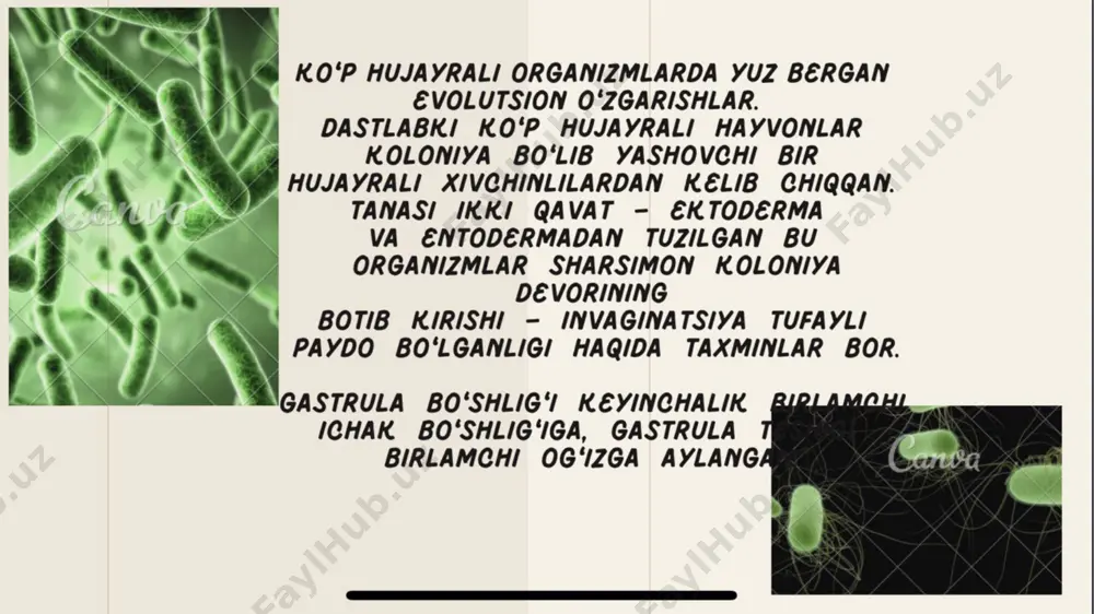 hayvonot dunyosi evolutsiyasi - Page 4