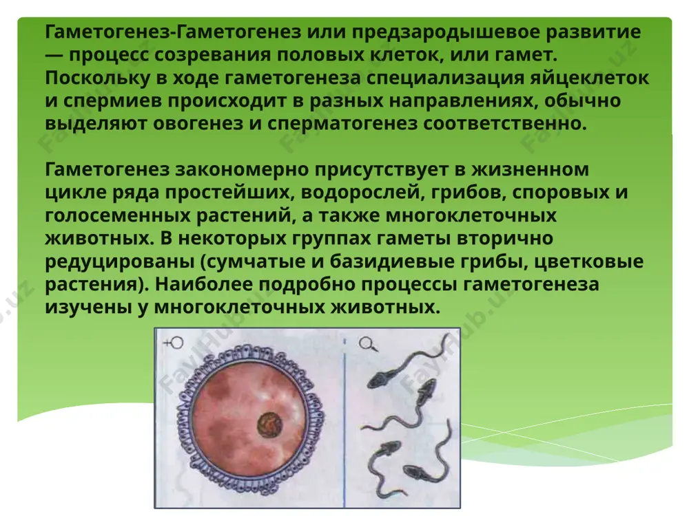 но с началом малого роста половых клеток). к рождению девочки фаза созревания половых клеток (овоцитов) в ее яичниках приостанавливается и возобновляется лишь после наступления половой зрелости. в фазе созревания как мужские, так и женские половые клетки проходят мейоз — особый вид деления, в ходе которого содержание хромосом в их ядрах сокращается наполовину и составляет 23. перед вступлением в мейоз диплоидные половые клетки с генетическим набором 2с2n (сперматогоний типа в и овогоний) в синтетическом периоде клеточного цикла удваивают количество днк и, соответственно, — количество субъединиц хромосом. их ядерная формула может быть представлена как 4с2n. собственно мейоз включает два последовательных деления созревания, протекающих без интерфазы и количественного изменения генетического материала. первое деление именуется редукционным, второе — эквационным.в сперматогенезе исходная половая клетка, вступающая в мейоз, носит название сперматоцита 1-го порядка (первичного сперматоцита), в овогенезе — овоцита 1-го порядка.ответственным этапом мейоза является профаза первого деления. в спермато- и овогенезе она включает стадии лептотены, зиготены, …