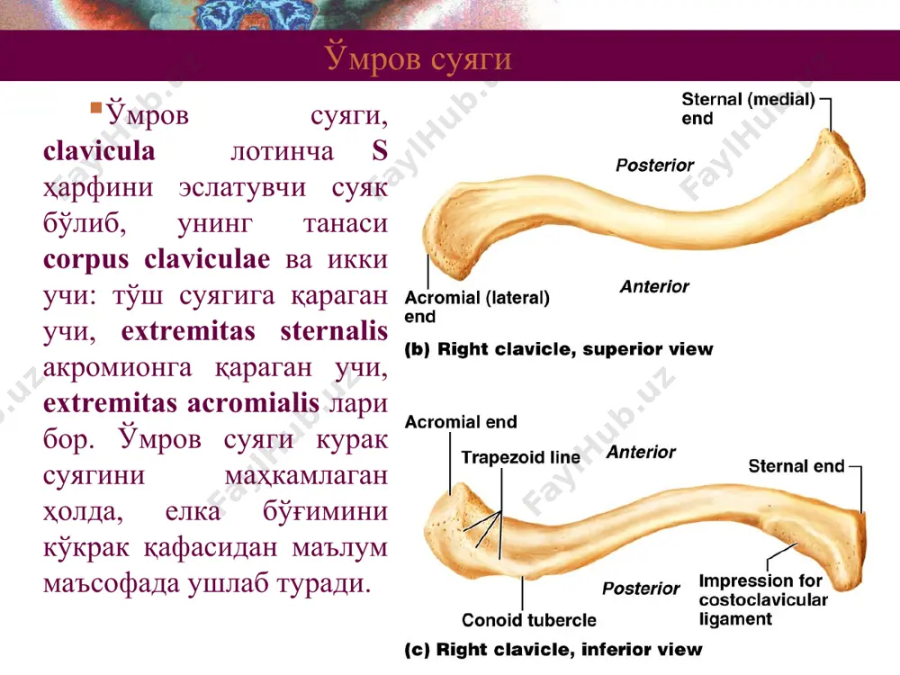 шади. унинг ён четида иккита дўмбоқча, tuberculum majus et minus лар бўлиб, улар орасида елканинг икки бошли мускулининг пайи жойлашадиган sulcus intertubercularis жойлашган. дўмбоқчалардан суяк танасига қараб йўналган қирралари бор. бу дўмбоқчалардан бир оз пастроқ қисм, тузилиши жиҳатидан мўртроқ бўлгани ва кўп синиш ҳоллари шу ерда учрагани учун хирургик бўйин collum chirurgicum дейилади. елка сохаси суяклари суяк танасининг ён юзасида делтасимон мускул келиб ёпишадиган ғадир-будирлик, tuberositas deltoidea кўриниб туради. тананинг орқа медиал юзасидан латерал ва пастга йўналган спирал шаклидаги эгат, sulcus n. radialis бор. елка суягининг пастки, дистал эпифизи, суякнинг бўғим бўртиғи, condylus humeri дейилади. унинг медиал ва латерал юзаларидан бўртиқ усти дўнглиги, epicondylus lateralis et medialis лари бор. елка суяги бўғим бўртиғи, condylus humuri суякнинг бошчаси, capitulum humeri ва ғалтаги trochlea humeri га бўлинади. capitulum humeri билак суягининг боши, caput radii, ғалтаги, trochlea humeri эса тирсак суяги кемтиги билан бўғим ҳосил қилади. елка суягининг condylus humeri нинг устки қисмида, …