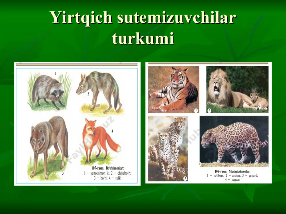 sutemizuvchilar sinfi testlari - Page 3