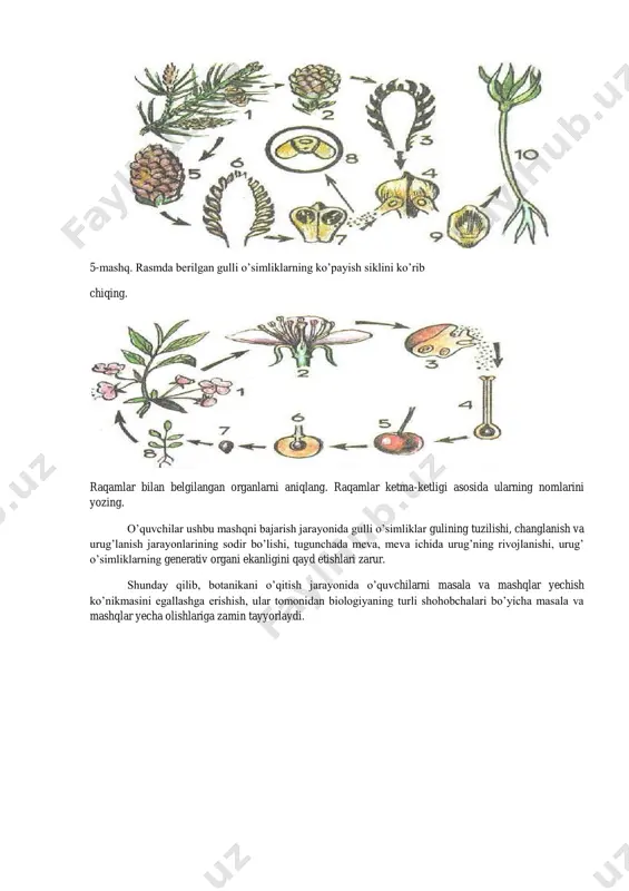 ashq. rasmda berilgan gulli o’simliklarning ko’payish siklini ko’rib chiqing. raqamlar bilan belgilangan organlarni aniqlang. raqamlar ketma-ketligi asosida ularning nomlarini yozing. o’quvchilar ushbu mashqni bajarish jarayonida gulli o’simliklar gulining tuzilishi, changlanish va urug’lanish jarayonlarining sodir bo’lishi, tugunchada meva, meva ichida urug’ning rivojlanishi, urug’ o’simliklarning generativ organi ekanligini qayd etishlari zarur. shunday qilib, botanikani o’qitish jarayonida o’quvchilarni masala va mashqlar yechish ko’nikmasini egallashga erishish, ular tomonidan biologiyaning turli shohobchalari bo’yicha masala va mashqlar yecha olishlariga zamin tayyorlaydi.