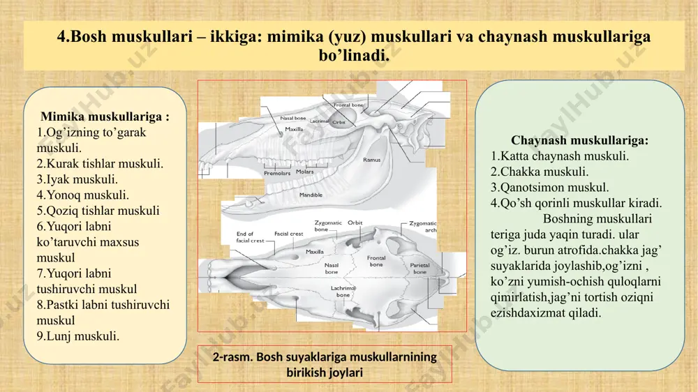 tanamuskullarining guruhlari va topografiyasi - Page 5
