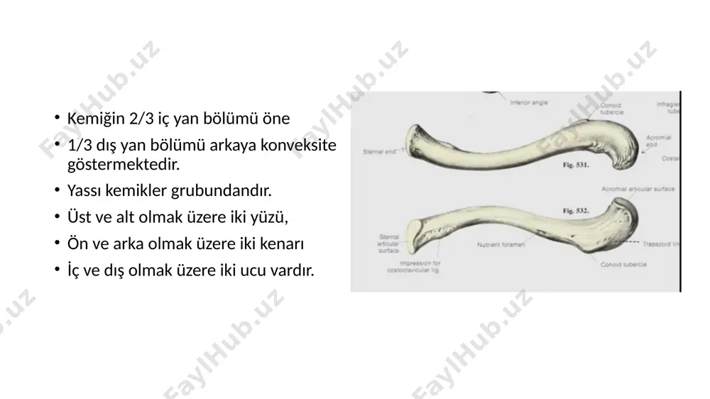 üst taraf kemikleri (ossa membrı superiorıs) - Page 5