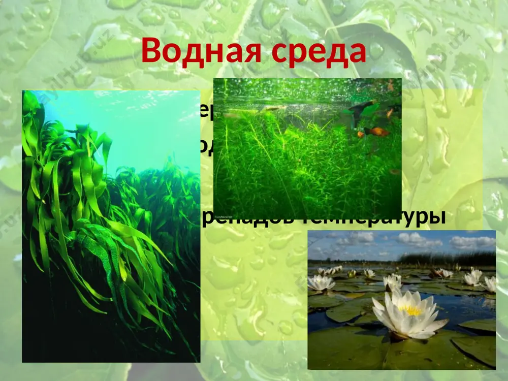 четыре среды жизни на земле - Page 4