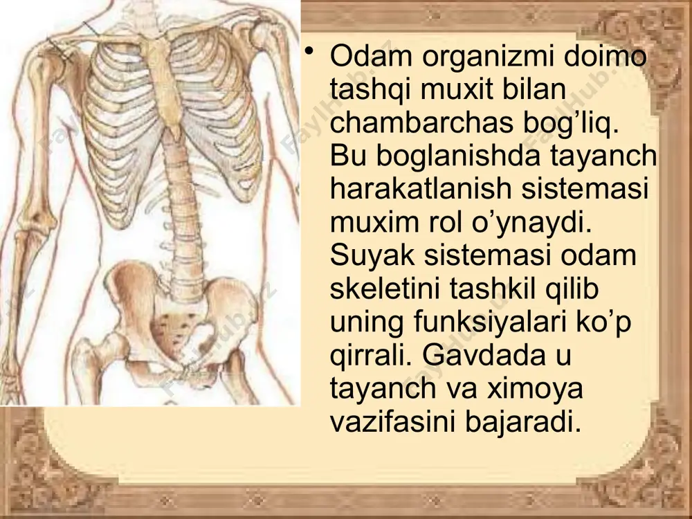 tashib turadi va u tananing tayanchi bo’lib xizmat qiladi. umurtqa pog’onasi 5 ta qismdan iborat: bo’yin-7, ko’krak-12, bel-5, dumg’aza-5 va dum-4-5 ta umurtqadan iborat. qo’l suyaklari. suyaklar ikki qismdan: yelka kamari suyaklari va qo’lning erkin suyaklariga bo’linadi. yelka kamari suyaklariga kurak va o’mrov suyaklari kiradi. qo’lning erkin suyaklariga yelka, bilak, tirsak, kaft ust, kaft va panja suyaklari kiradi. oyoq suyaklari. oyoq suyaklari ikki guruxga: chanoq va oyoqning erkin suyaklariga bo’linadi. oyoqning erkin suyaklariga son, boldir va oyoq panjasining suyaklari kiradi. image2.jpeg image3.jpeg image4.jpeg image5.jpeg image6.jpeg image7.jpeg image8.jpeg image9.jpeg image10.jpeg image11.jpeg image12.jpeg image13.jpeg image14.jpeg image15.jpeg image1.jpeg /docprops/thumbnail.jpeg
