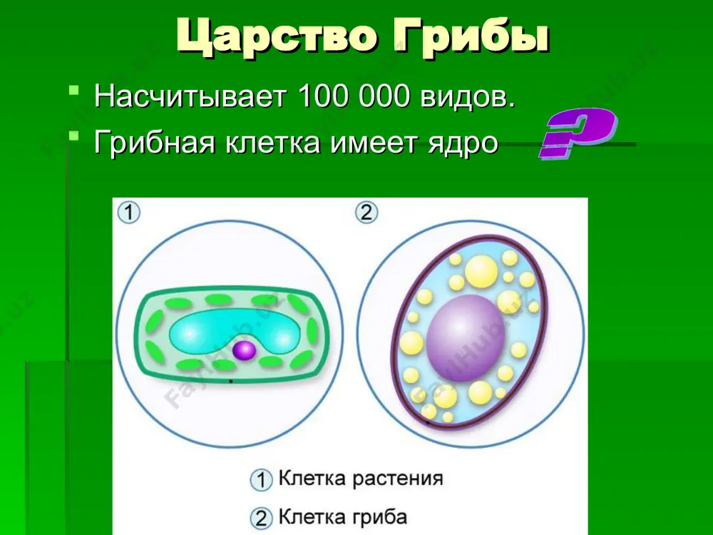 царство грибы - Page 2