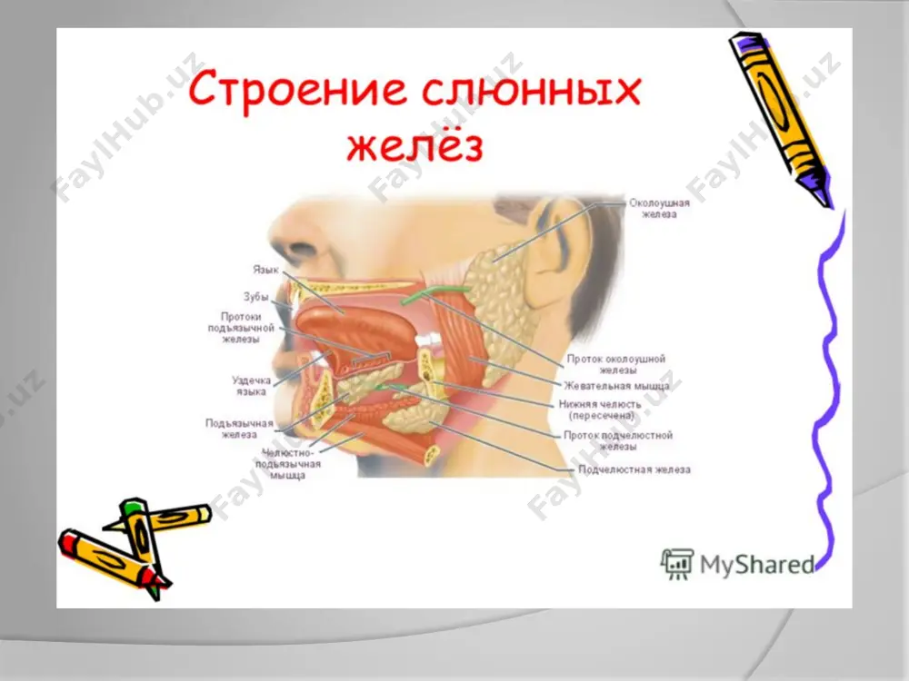 k kolloid tizimdir, chunki u tarkibida musin va boshqa sirt faol moddalar mavjud. so’lakning himoya funktsiyasining pasayishi og'iz bo'shlig'i organlarining holatiga salbiy ta'sir qiladi, periodontium va shilliq qavat to'qimalarida patologik jarayonlarning rivojlanishiga olib keladi. image2.jpeg image3.jpeg image4.jpeg image5.jpeg image6.jpeg image7.jpeg image8.jpeg image9.jpeg image10.jpeg image11.jpeg /docprops/thumbnail.jpeg