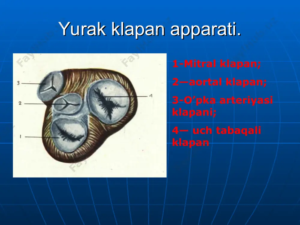 ada qrs kompleksi sezilarli kengaygan va deformatsiyalangan. 3) ekstrasistolada rs—т segment va т tishni joylashishi qrs kompleksidagi asosiy tishga diskordant yo’nalgan. 4) qorinchalar ekstrasistolasidan oldin p tish aniqlanmaydi. 5) ko’p holatlarda qorinchalar ekstrasistolasidan keyin to’liq kompensator pauza bo’ladi. bo’lmachalar hilpirashi. 1) barch eektrokardiografik tarmoqlarda p tishning bo’lmasligi 2)hamma yurak siklida tartibsiz f to’lqinlar bo’lib ular turli xil ko’rinish va amplitudada bo’ladi. f to’lqinlar v1 v2, ii, iii va avf tarmoqlarda yaxshi qyd etiladi. 3)qorinchalar komplksi qrs noregulyar, notog’ri qorinchalar ritmi (r-r intervalining davomiyligi turlicha) 4)qrs komleks ko’p holatlarda normal ko’rinishda deformatiya va kengayishlarsiz bo’lmachalar titrashi ekg da minutiga 200-400 marta, noregulyar, bir- biriga o’xshagan bo’lmachalarning f to’lqini, arrasimon shaklda. (ii, iii, avf, v1v2 tarmoqlarda) ko’p holatlarda to’g’ri, regulyar f-f intervali bir xil qorinchalar ritmi 3) normal o’zgarmagan qorinchalar kompleksidan oldin bir xil miqdordagi bo’lmachalar to’lqini keladi. (2:1, 3:1, 4:1 va b.). qorinchalar titrashi. qorinchalar titrashining asosiy elektrokardiografik belgilari tez (200-300 …