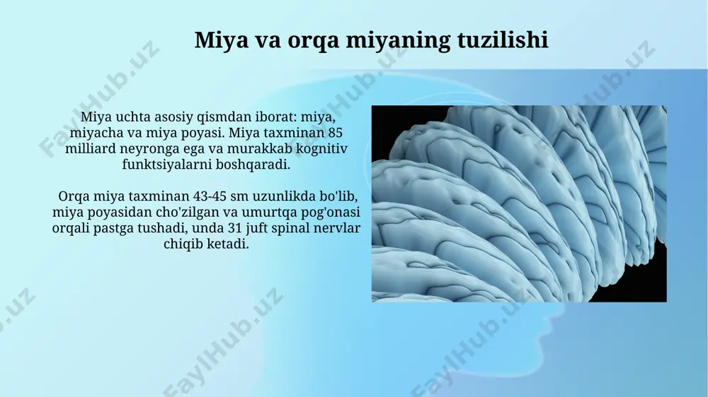bosh miya va orqa miya fiziologoyasi - Page 5