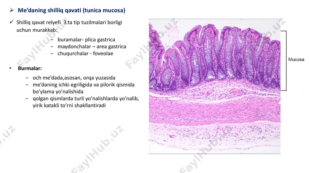 joylashgan,sirkulyar qavatning davomi,epiteliyning bazal membranasiga yetib boradi  xususiy va muskul plastinkasida limfatik folikulalar joylashadi: a) yakka b) guruh  shilliqosti qavat - stbt • tarkibida: ̶ intramural gangliylar (meysner chigali) ̶ qon tomirlari, limfa to’qimasi ̶ yog’ hujayralari to’plangan sohalar mavjud  o’n ikki barmoqli ichakda brunner bezlari mavjud.ular murakkab alveolar-naysimon bezlar bo’lib,shilliq sekret ajratadi. • sekret tarkibi: ̶ neytral va ishqoriy glikoproteinlar ̶ bikarbonat ionlari ̶ ph= 8,1-9,3 • sekret vazifasi: ̶ proksimal ingichka ichakni me’dadan o’tgan kislotali ximusdan himoya qiladi ̶ pankreatik fermentlar uchun optimal ph yaratadi  muskul qavat • ikki qavat silliq muskul: ̶ ichki – sirkulyar ̶ tashqi – bo’ylama • bular orasida auerbax chigali bor • ichakning sirkulyar qavati tufayli spazm bo’ladi, ovqat aralashadi, hazm bo’ladi • ikkala qavat tufayli peristaltika buziladi, ya’ni ovqat moddalari distal tomonga suriladi  seroz qavat - stbt ̶ mezoteliy bilan qoplangan ̶ ko’plab adipotsit hujayralar mavjud ingichka …