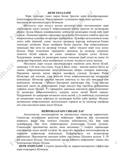 нерв толалари — DOCX