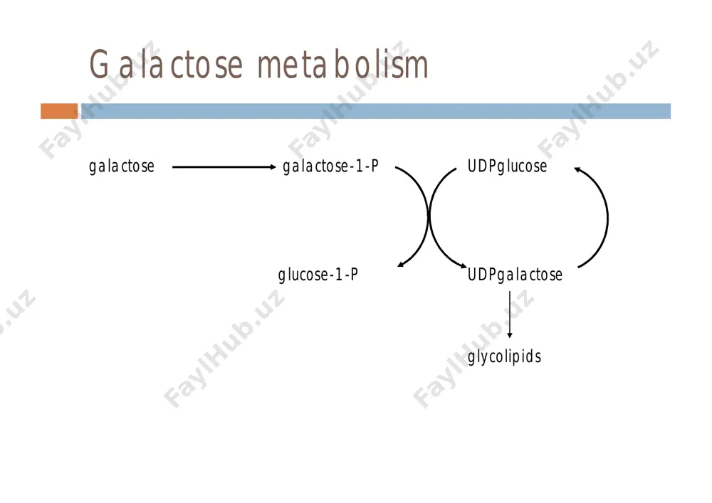 d ¨ is treatment required for life? ¨ how should we treat variant cases? classical galactosaemia - summary ¨ may still be under diagnosed ¨ remember ¨ urine sugars may be unhelpful ¨ if galactosaemia suspected always do galactosaemia screen on blood ¨ if baby has had a transfusion please phone to discuss investigation galactokinase deficiency galactose galactose-1-p udpglucose glucose-1-p udpgalactose galactitol glycolipids galactokinase deficiency ¨ bilateral nuclear cataracts in early infancy ¨ galactose and galactitol in urine ¨ enzyme defect in rbc or skin ¨ incidence approx 1 in 40000 (switzerland) ¨ can use milk/galactose load for diagnosis epimerase deficiency galactose galactose-1-p á udpglucose glucose-1-p udpgalactose galactitol glycolipids epimerase ¨ severe form ¤ present like classical galactosaemia ¤ treatment difficult n patients are galactose dependant ¨ mild form ¤ patients remain healthy ¤ no treatment required fructose ¨ fructose - fruits, vegetables, honey ¨ sorbitol - fruits and vegetables …