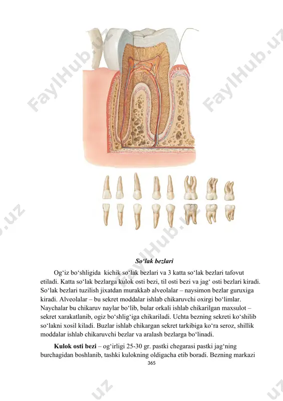 chasida joylashgan. oxirgi sekretor bo‘limlarida aralash – oksil uglevodli sekret ishlab chikariladi. umumiy chikaruv nayi xam til ostiga ochiladi. kuyidagi sxemada ovqat –xazm kilish tizimini umumiy tuzilish prinsipi tavsiya etiladi. ovkat xazm kilish tizimi og‘iz daxlizi – kulok osti bezi i. og‘iz bo‘shligi xususiy og‘iz bo‘shlig‘i jag‘ osti bezi til osti bezi til. tishlar ii. bosh va bo‘yin soxasi xalkum iii. bo‘yin, ko‘krak va korin bo‘shlig‘i kizilo‘ngach xalkum, kizilo‘ngach va me’daning o‘zaro topografik munosabatlari. a’zo golotopiyasi skeletoskopiya yoki skeletga nisbatan joylashishi sintopiya yoki ko‘shni a’zolarga munosabati korinpardaga nisbatan joylashishi 1 2 3 4 5 xalkum bosh va bo‘yin soxasida kalla skeletining asos kismida, i va iv umurtkalar ro‘parasida old tomondan: burun bo‘shligi, ogiz bo‘shligi, xikildok. orka tomondan: bo‘yin umurtkalari va bo‘yinning chukur muskullari. yon tomondan tomirli nerv tutami. advendatsiya pardasi bilan koplangan. kizilo‘ngach bo‘yin, ko‘krak va korin bo‘shliklari yukori chegarasi – vi bo‘yin umurtkasi. pastki chegarasi. xi ko‘krak umurtkasi. orka …