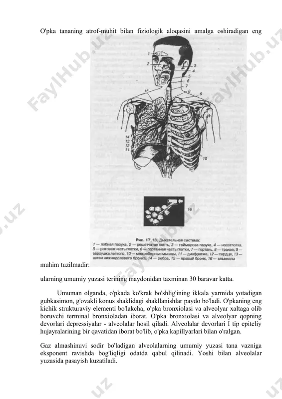 ar kiradi: burun, burun bo'shlig'i, nazofarenks, halqum, traxeya, bronxlar va bronxiolalar. o'pka bronxiolalar va alveolyar qoplardan, shuningdek, o'pka qon aylanishining arteriyalari, kapillyarlari va venalaridan iborat. nafas olish bilan bog'liq bo'lgan mushak-skelet tizimining elementlariga qovurg'alar, qovurg'alararo mushaklar, diafragma va yordamchi nafas olish mushaklari kiradi. o'pka tananing atrof-muhit bilan fiziologik aloqasini amalga oshiradigan eng muhim tuzilmadir: ularning umumiy yuzasi terining maydonidan taxminan 30 baravar katta. umuman olganda, o'pkada ko'krak bo'shlig'ining ikkala yarmida yotadigan gubkasimon, g'ovakli konus shaklidagi shakllanishlar paydo bo'ladi. o'pkaning eng kichik strukturaviy elementi bo'lakcha, o'pka bronxiolasi va alveolyar xaltaga olib boruvchi terminal bronxioladan iborat. o'pka bronxiolasi va alveolyar qopning devorlari depressiyalar - alveolalar hosil qiladi. alveolalar devorlari i tip epiteliy hujayralarining bir qavatidan iborat bo'lib, o'pka kapillyarlari bilan o'ralgan. gaz almashinuvi sodir bo'ladigan alveolalarning umumiy yuzasi tana vazniga eksponent ravishda bog'liqligi odatda qabul qilinadi. yoshi bilan alveolalar yuzasida pasayish kuzatiladi. plevra har bir o'pka seroz parda - plevradan hosil bo'lgan …