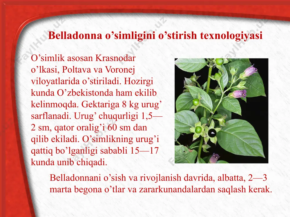 belladonna, levzeya va na’matak o’simliklar o’stirish texnologiyasi - Page 4