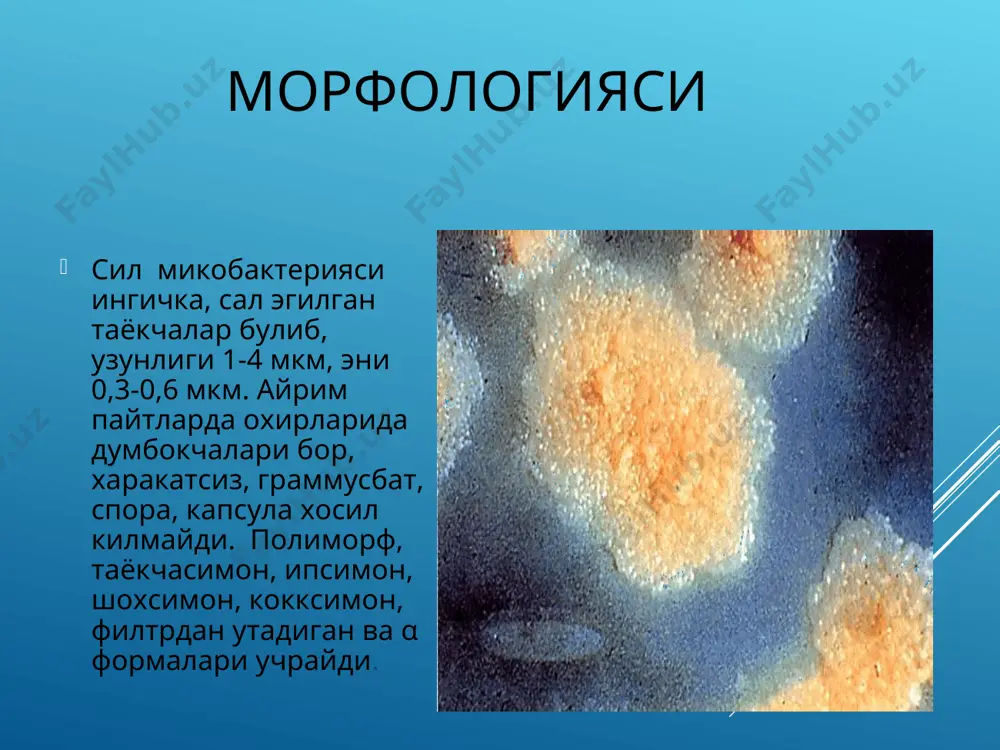 ахарид топилган. корд-фактор деб аталган липоид булиб, бу жуда юкори токсигенликка эга. клейга ухшаб микобактерияларни усаётганда сочга ухшаб бир-бирига ёпиштириб куяди ва митохондрияларини парчалаб, нафас ва фосфорланиш процесларини ишдан чикаради. патогенези касаллик манбаи- касал одам ёки бактерия ташиб юрувчилар касалликни юкиши-хаво-томчи, аллиментар йул, тери ва шиллик пардалар оркали ва йулдош оркали юкиши мумкин инкубацион даври: 3-8 хафтадан – 1 йил ва купрок (40 йилгача). асосан 3 тури учрайди: m. tuberculosis – одамларда (92 %). m. bovis – молларда(5 %). m. africanum – оралик (3 %) африк. лаборатория диагностикаси олинадиган материал касалликнинг турига караб турлича: балгам, сийдик , орка мия суюклиги, меъда чайиндиси ва бош. усуллар- бактериоскопия – ц. нильсен усули микроскопия, соф к-ра ажратиб олиш, биологик, серологик, аллергик. аллергик манту биологик прайс методи ва пцр лаборотория диагностикаси ва контейнерлар давоси ва профилактикаси турли антибиотиклар ва химиотерапевтик моддалар ёрдамида олиб борилади. 1.биринчи катор препаратлари- изонекротик к-тали бирикмалари- тубазид, фтивазид, изонеазид, дигидрострептомицин, …