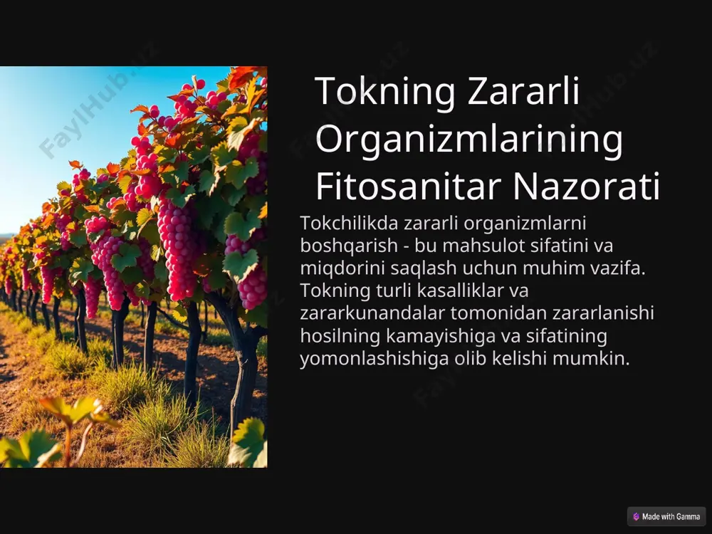 rg, ildiz sistemasi, ustitsalari bo‘lmaydi, ildiz vazifasini zarpechaklarda o‘simlik tanasiga yopishib oluvchi gaustoriyalar bajaradi. zarpechaklar qishloq xo‘jaligi ekinlariga juda katta zarar keltiradi. u barcha o‘t o‘simliklar, daraxtlar, buta- simonlar, mevali va manzarali o‘simliklarni zararlaydi. leman zarpechagi leman zarpechagi mevasi – rezovor, bir yillik o‘tsimon o‘simliklarda, begona o‘tlarda keng tarqalgan. bir yillik o‘simlik bo‘lib, chirmovuqdoshlar oilasiga mansub. boshoqsimon to‘pguli 8 sm gacha uzunlikda bo‘lib, poyaning uchida xosil bo‘ladi. tugunchasi va ko‘sakchasi tuxumsimon, kattaligi 5-6 mm, mevasi 3-4 urug‘li. respublikamiz sha- roitida iyun-sentyabr oylarida gullab urug‘laydi. ariq, kanal va daryo bo‘ylarida, bog‘ va tokzorlarda begona o‘t sifatida uchrab parazit holda o‘sadi. леман зарпечаги -сuscuta lehmanniana: 1- гул; 2-шафтоли новданинг бир қисми; 3-чангчи ва гултожибарглар; 4-тугунча; 5- уруғнинг табиий шакли; 6-уруғ; 7-уруғнинг муртаги. karantin chora tadbirlari: 1. zarpechak urug‘lari bilan zararlangan urug‘lik materiallarini toza xududlarga kiritmaslik. 2. qishloq xo‘jalik ekinlarining yanchilgan mayda urug‘lari, masalan: beda, yo‘ng‘ichqa, zig‘ir, kunjut va boshqalar chirmovuqdan yaxshi tozalangan …