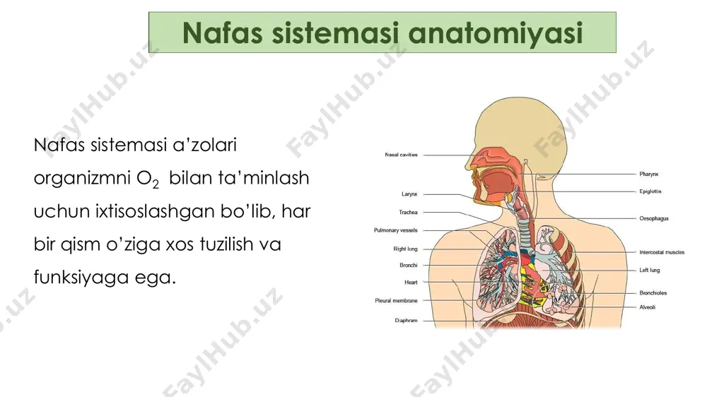 a bosimiga tenglashib qoladi • o’pkalar ishlamaydi • vetilyatsiya to’xtaydi • kerakli choralar ko’rilmasa o’limga olib keladi o’pka hajmlari • nafas hajmi (nh) – 500ml • nafas olish rezerv hajmi (norh) – 3000ml • nafas chiqarish rezerv hajmi (nchrh) – 1100ml • qoldiq hajm (qh) – 1200ml o’pka sig’imlari • nafas olish sig’imi (nos = nh + norh) – 3500 ml • nafas chiqarish sig’imi (nchs = nh + nchrh) – 1600 ml • funksional qoldiq sig’im (fqs = nchrh + qh) – 2300 ml • tiriklik sig’imi (ts = nh + norh + nchrh) – 4600 ml • nafas o’tkazuv yo’llari funksiyasi : – havoni tozalash – isitish – himoya refleksi (aksa urish) • o’pkaning minutlik ventilyatsiyasi – 6-9 l. alveolar ventilyatsiya • o’pka ventilyatsiyasi va alveolyar ventilyatsiya farq qiladi. • ! o’pka minutlik ventilyatsiyani 8000ml deb olsak , 1 minutda 16 marta nafas olsa , o’lik bo’shliq ventilyatsiyasi …