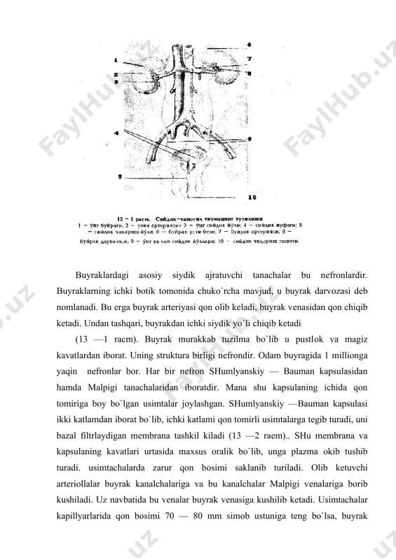 apillyarlarida qon bosimi 70 — 80 mm simob ustuniga teng bo`lsa, buyrak kanalchalaridagi kapillyarlarda 20 — 40 mm simob ustuniga teng. usimtachalardagi arteriollalarda maxsus xujayralar tomonidan renin degan modda ishlab chiqariladi, u buyrakdan okib utgan qon bosimini kerakli me’yorda ushlab turadi. siydik hosil bo’lish mexanizmi. siydik xosil bo`lish jarayoni bir necha bosqichdan iborat bo`lib, ular kapsuladagi filtratsiya, kanalchalardagi reabsorbtsiya va kanalchalardagi sekretsiya jarayonlaridan iborat. filtrasiya. buyrakdagi o’simtalar kapilyar tomirlarda bosim katta bo’lganligi uchun ham uning devoridan shumyanskiy-bauman kapsulasiga qon plazmasi sizilib o’tadi. kapsuladan bu suyuqlik siydik kanalchalariga o’tadi, uni birlamchi siydik deb ataladi. uning tarkibida plazma tarkibidagi erigan barcha moddalar bo’ladi, lekin shaklli elementlari, kolloid xolidagi oqsillar bo’lmaydi. har bir sutkada odam buyraklari orqali 170 l ga yaqin birlamchi siydik ajralib chiqadi. bunday ko’p miqdorda birlamchi siydikning ajralishi buyrakdagi kapillyar tomirchalarda bosimning yetarli bo’lishi va membrananing nixoyatda o’tkazuvchan bo’lishi bilan ta’minlanadi. buyrak o’simtalari pushtning paydo bo’lishidan rivojlana boshlaydi va bola …