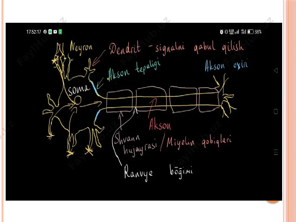 neyron. uning tuzilishi va funksiyasi - Page 4