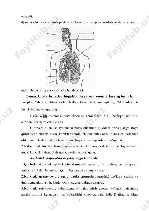omonidan 2 xil boshqariladi: o‘z- o`zidan (erkin) va erkin emas. o`quvchi bilan ishlayotganda nafas olishning quyidagi prinsiplariga rioya qilish talab etiladi: sokin, kerakli xajmda, chuqur nafas olib, tovush chiqarishdan oldin uni ushlab turish, nafasni sekin chiqarish va taqsimlashni o‘rgatish. 2.nafas olish turlari. inson hayotida nafas olishning aralash turidan foydalanadi, unda: ko`krak qafasi, diafragma, paylar va boshqalar. kuylashda nafas olish quyidagilarga bo`linadi: 1.qorindan-ko`krak qafasi qimirlamaydi, nafas olish diafragmaning qo‘yib yuborilishi bilan bajariladi. qorin bu vaqtda oldinga chiqadi. 2.ko`krak qorin-(qovurg‘aning pastki qismi-diafragmalik) ko`krak qafasi va diafragma aktiv ish holatida. qorin ozgina oldinga chiqadi. 3.ko`krak osti-(qovurg‘a-diafragmalik)-nafas olish asosan ko`krak qafasining pastki qismini kengayishi va ko‘tarilishi xisobiga bajariladi. diafragma ishga kirishadi. ko`krak osti nafasi qovurg‘a osti-diafragmalik nafasining varianti xisoblanadi. 4.ko`krak (qovurg‘a) - ko`krak qafasining tepa qismi ko‘tarilgan, diafragma passiv holatda ko`krak qafasi orqasidan harakatlanadi. qorin ichga tortiladi. xonandalik san’ati tarixi, zamonaviy ijrochilik va pedagogik amaliyoti shuni ko‘rsatadiki, aytib o‘tilgan nafas turlarining har birini bilish …