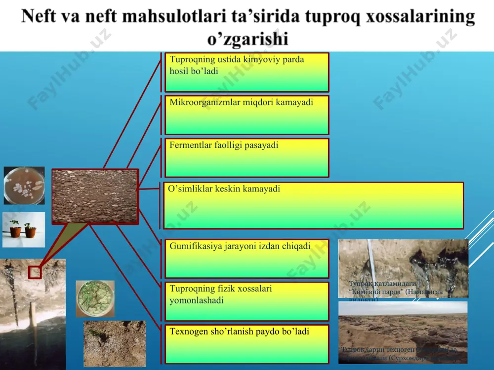 tabiiy tarzda o‘zini o‘zi tozalashidir. ya’ni tuproq qatlamlariga tushgan og‘ir metallar, chiqindilar, pestitsidlar, neft va neft mahsulotlari, radioaktiv moddalar tuproqqa tushganda turli mikroorganizmlar tomonidan o‘zlmng‘iriladi. misol uchun, neft va neft mahsulotlarini parchalovchi bakteriyalar, og‘ir metallar va turli mineral tarkibli moddalarni parchalovchi mikroorganizmlar, chirituvchi hamda bijg‘ituvchi mikroorganizmlar tuproqning o‘zini o‘zi tozalash imkonini beradi. boshqa davlatlarda xorijiy davlatlarda ne ft va neft mahsulotlari bilan ifloslangan tuproqlami tozalash va rekultivatsiyasi bo'yicha bir qator ishlar olib borilgan. jumladan, a.a.zubayduilin dala sharoitida, tuproqning tabiiy va ifloslanish muddatiga qat'iy e'tibor bergan holda turli tuproq tiplarida kompleks rekultivatsiya tadbirlarini olib borgan. botqoq, torfli-botqoq tuproqlaming yuqori 0-15 sm qatlamini mulchalash texnologiyasini qo'llab, tuproqning suv-havo rejimi yaxshilanishi va o'z-o'/.ini tozalash jarayoni tezlashishini kuzatgan. s.a.yankevich (1996) rahbarligidagi tadqiqotchilar esa neft bilan ifloslangan tuproqlami tozalashda noan’anaviy tadbirlar qo'llashgan. rossiyaning shimoliy-sharqiy qismida joylashgan «ijor» neftni qayta ishlash zavodi atrofida mazut va neft bilan kuchli darajada ifloslangan tuproqlarni rekultivatsiya qilish tadbirlarini olib borishdi. …