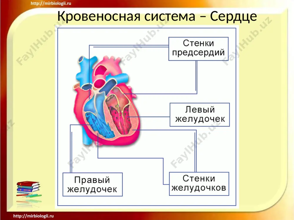 krovenosnaya sistema - Page 5