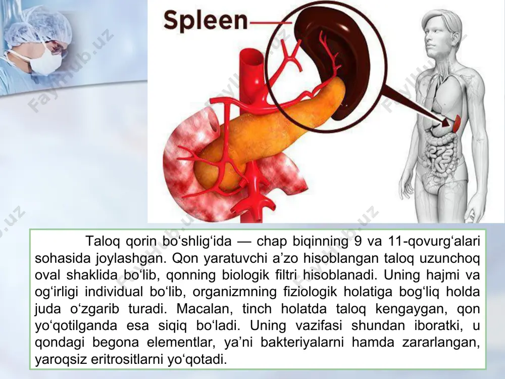 taloqning tug‘ma anomaliyalari o‘smalari. timusning rivojlanishidagi buzilishlar - Page 2