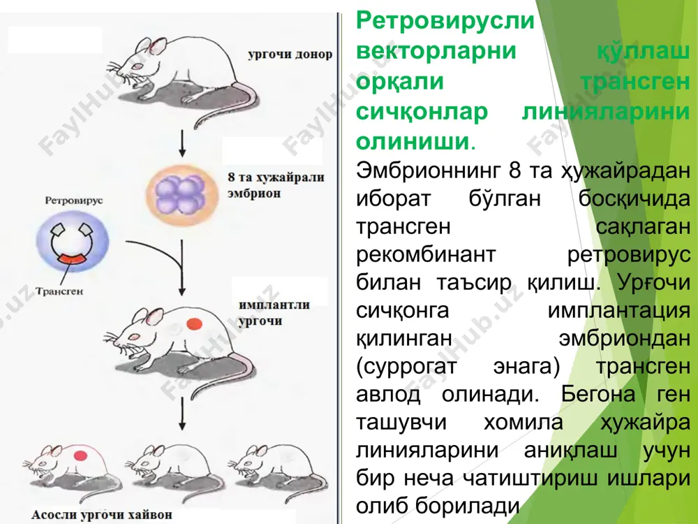 лонланган эмбрионларни ядроларини бир неча бор қайта кўчириб ўтказиш натижасида 190 дона ядроси қайта кўчириб ўтказилган эмбрионлар олинганлиги кўрсатилган. эмбрионал ҳужайралар ядросини энуклеирланган тухум ҳужайрасига кўчириб ўтказиш, эмбрионларни бўлиниш технологиясига нисбатан кўплаб устунлик томонларига эга. булар қўйидагилардан иборат: биринчидан, эмбрионларни 64 ҳужайрали босқичида олинган алоҳида эмбрионал ҳужайралар бир ҳужайрали зиготаларда қайта дастурланиши ва кўплаб генетик бир хил ҳайвонларни нусхаларини бериш мумкин; иккинчидан, клонланган эмбрионлардан қайта кўчириш йўли билан олиш, клонлар технологияни потенциал имкониятини ошириб, кўплаб клонлар ишлаб чиқариш имкониятини яратади. ген муҳандислиги йўли билан трансген ҳайвонлар яратиш геннинг микроинъекцияси. геннинг микроинъекцияси икки йўл билан: 1-эмбрионларни ривожланишини пронуклеус босқичида жарроҳлик йўли билан чиқариб олиш; 2-донорни сўйгандан кейин ажратиб олиш; микроинъекция учун зарур бўлган уруғланган тухум ҳужайра олиш мақсадида, ҳайвонларга гормон юбориб, уларда суперовуляция чақирилади ва ундан кейин наркозланган ёки сўйилган ҳайвонлар тухум йўлини ювиш орқали тухум ҳужайралар ажратиб олинади (g.brem. 1993). эмбрионларни микроинекция қилиш учун энг аввало мустаҳкам ўрнатилган ишчи столи …