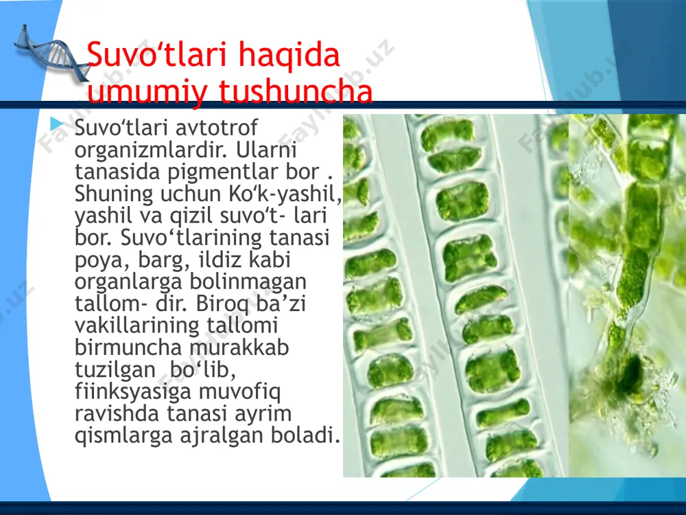 ‘pincha ikkita xivchini bo‘lib, ular mustaqil harakatlana oladi. 9 diatom suv oʻtlar diatom suvo‘tlarini 5 mingga yaqin turi mavjud. ular bir hujayrali va koloniya bo‘lib yashaydigan organizmlardir. bulami hujayrasini shakli juda xilma-xil: yumaloq, tayoqchasimon, uchburchak bo‘ladi. diatom suvo‘tlar sinfining eng xarakterli belgisi – hujayra po‘stining tuzilishidir. 10 qoʻngʻir va qizil suvoʻtlari qo‘ng‘ir suvo‘t!ar – phodophyceae. qo‘ng‘ir suvo‘tlar vakillari sovuq va mo‘tadil iqlimdagi dengizlarda yashaydi. xromatoforida xlorofildan tashqari, qo‘ng‘ir rangli alohida pigment fikoksantin bo‘lib, ulami o‘ziga xos rangga kiritadi. qo‘ng‘ir suvo‘tlar koloniya bo‘lib yashaydigan ko‘p hujayrali organizmlardir. bolimga faqat dengizlarda hayot kechiradigan, tuzilishi va olchami turli-tuman bolgan, xromatoforlari qo‘ngir rangli suvo‘tlari kiradi. qizil suvoʻtlarining 4000 turi boʻlib, koʻp hujayrali, nozik, yuqori o‘simliklarga o‘xshash bolib, asosan dengiz suvlarida, ayrim turlari esa chuchuk suvlarda substratga yopishgan holda yashaydi. ular quyosh nuri spektrining ko‘k va binafsha nurlari tushib turgan, chuqurligi 200 m gacha bolgan suv ostida yashaydi. xromatoforida xlorofill, karotin, ksantofilldan tashqari, ko‘k rangdagi …
