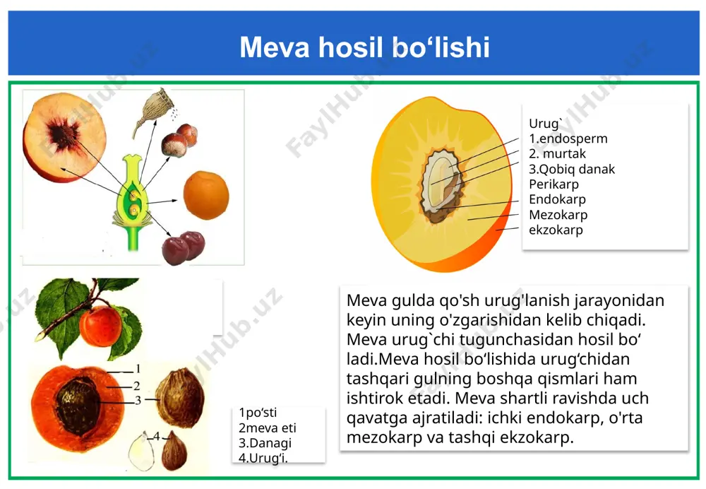 b, ularda urug' bo‘lmaydi. seleksiya ishlari asosida chiqarilgan . greypfrut apelsin tarvuz sofiya uzumi kishmish nok anjir-to‘p mevasi i9 presentation to joe smith ‹#› mustahkamlash ho‘l meva quruq meva danakli rezavor qovoq olma meva chatnaydigan chatnaydigan qo`zoq dukkak ko‘sak olcha malina qovoq olma karam loviya g‘o‘za bug‘doy gilos qoraqat qovun nok jag‘-jag‘ mosh lola arpa shaftoli uzum tarvuz behi rediska burchoq suli o‘rik pomidor handalak no‘xat sholi olxo‘ri ituzum idish qovoq i9 presentation to joe smith ‹#› 7- qadam: meva nomini toping gulkosasi ikki qavatli, gultojibargi sariq, kuzda yaqin gullaydi. ajdodlarining hayotiy shakli daraxt bo‘lgan. mevasi quruq meva, ko‘saklari chatnaydi. tolasi uchun o‘stiriladi mevasi kuzda terib olinmasa, sifati tushib ketadi. urug‘idan moy olinadi. mevasi quruq, ko‘p urug‘li i9 presentation to joe smith ‹#› 7- qadam: meva nomini toping aprel oyida gullaydi. guli besh boʻlakli, gultojibargi oq, pushti, ayrimlari qizil. hayotiy shakli daraxtlar ekiladigan mevali daraxtlar orasida maydoni jihatidan birinchi oʻrinda …