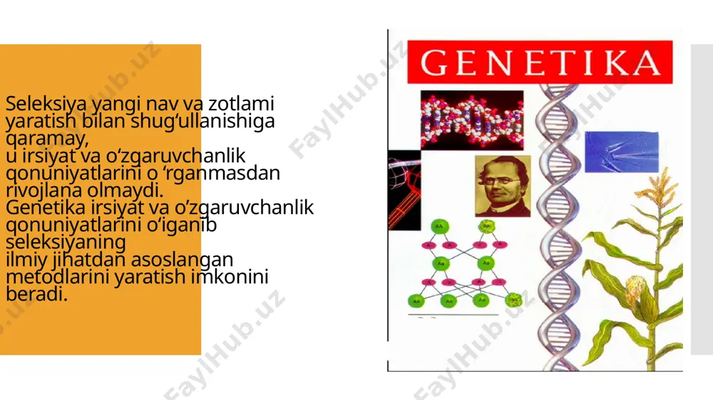 ining biri eski, ikkinchisi yangi boʻladi. replikatsiyaning dispersion usulda dnk molekulasining ikkilanish jarayonida hosil qiluvchi zanjirlar uzilib parchalanadi. shundan soʻng har bir dnk fragmenti oʻziga o ʻxshash fragmentni hosil qiladi va ular oʻzaro birlashib yangi dnk molekulasining tiklanishiga sababchi boʻladilar. dnk ning yarim konservativ ikkilanishi dj.uotson va f.krik tomonidan ishlab chiqilgan modelga toʻgʻri keladi. bu sxemaga коʻга, dnk replikatsiyasida purin va pirimidin asoslari oʻrtasidagi vodorod bogʻlar uziladi. polinukleotid zanjir bir-biridan ajraladi. hosil boʻlgan har bir zanjir polimerizatsiya yoʻli bilan o ʻziga komplementar zanjirni karioplazmadagi mononukleotidlardan hosil etadi. image1.png image2.png image3.png image4.png