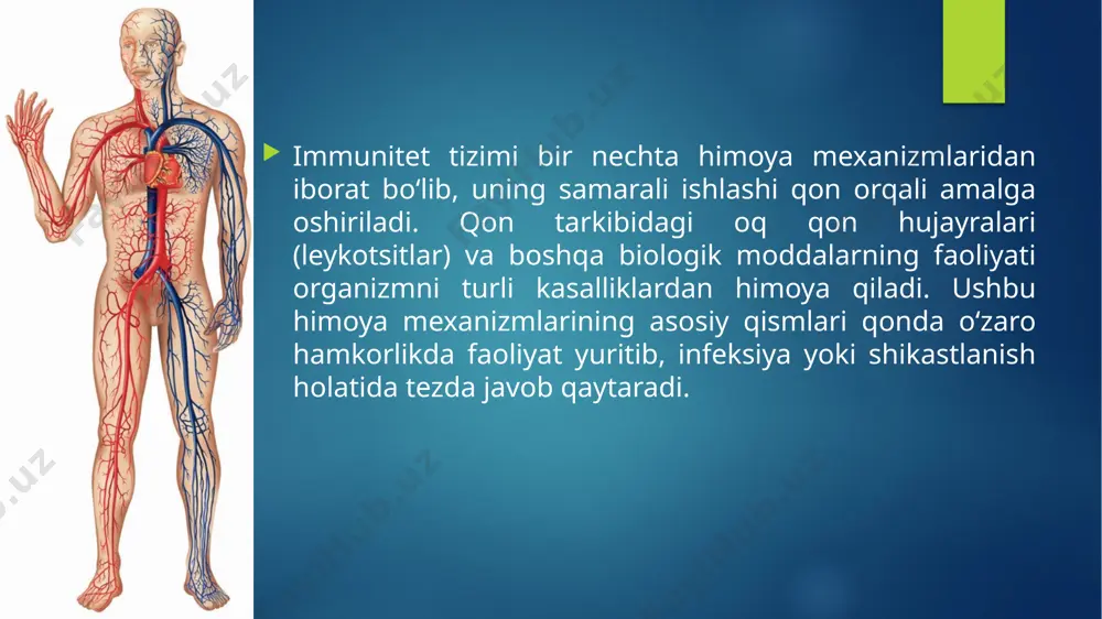 an bog‘langan kislorodni o‘tkazish vazifasini bajaradi. qizil qon hujayralari orqali kislorod o‘pkadan tananing barcha to‘qimalariga yetkaziladi va karbonat angidridni to‘qimalardan o‘pka orqali chiqarish ta'minlanadi. oq qon hujayralari (leykotsitlar): oq qon hujayralari organizmning himoya tizimida muhim rol o‘ynaydi. ular zararlangan yoki begona moddalarga qarshi kurashish uchun immun javobni tashkil etadi. leykotsitlar organizmga kirgan viruslar, bakteriyalar, parazitlar va yallig‘lanishga sabab bo‘ladigan moddalarga qarshi faoliyat yuritadi. ular turli turlarga bo‘linadi, masalan, limfotsitlar, neytrofillar, monotsitlar va bazofillar. 2. qon plazmasi qonning plazmasi suyuq qismi bo‘lib, uning tarkibi 90% suvdan iborat. plazma tarkibida ko‘plab biologik faol moddalar mavjud, jumladan: proteinlar: albüminlar, globulinlar, fibrinogen va boshqa oqsillar qon plazmasida mavjud. albüminlar qonning osmotik bosimini tartibga soladi, globulinlar esa immunitet tizimining faoliyatini qo‘llab-quvvatlaydi. elektrolitlar: qon plazmasida natriy, kaliy, xlorid va boshqa elektrolitlar mavjud bo‘lib, ular organizmning suyuqlik muvozanatini saqlashga yordam beradi. gormonlar va boshqa moddalari: qon plazmasi orqali turli xil gormonlar (masalan, insulin, adrenalinn) va boshqa biokimyoviy …