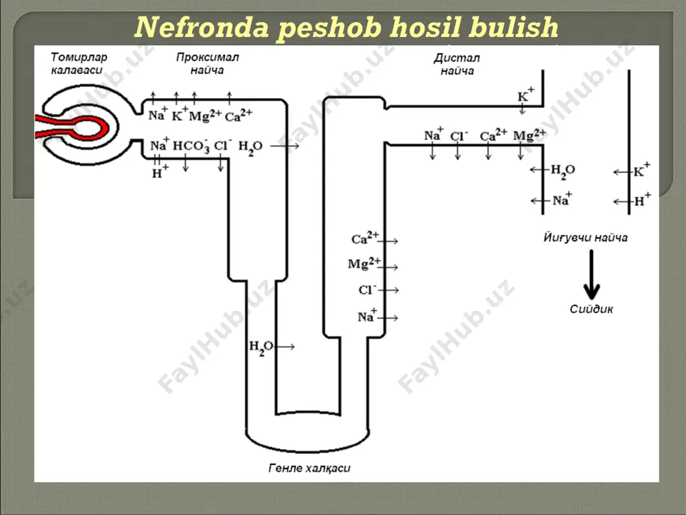 bosimining o‘tkir oshishida.  3) qandsiz diabetda  nojo‘ya ta’sirlari:  1) gipokaliemiya  2) gipomagniemiya  3) gipoxloremiya (to gipoxloremik alkalozgacha)  4) dislipidemiya (lipolizni bostiradi)  5) podagra va qandli diabetni qo‘zg‘atadi  6) dispepsiya ta’sir mexanizmi genle xalqasining ko‘tariluvchi qismida na+, k+, mg++, ca++ va cl- ionlari transportini bostiradi ko‘rsatma: 1.o‘pka shishi 2.miya shishi 3.o‘be va sbe 4.barbiturat va salitsilatlardan zaxarlanish 5.jigar sirrozi portal gipertenziya bilan 6.giperkalsiemiya  nojo‘ya ta’sirlari:  1) eshitishni pasayishi  2) gipotoniya  3) gipokaliemiya  4) gipomagniemiya  5) gipoxloremiya  6) dislipidemiya  7) podagra va qandlidiabetni qo‘zg‘atadi  8) dispepsiya  qarshi ko‘rsatmalar:  buyrak va jigar etishmovchiligini terminal bosqichi ta’sir mexanizmi: 1) natriy reabsorbsiyasini bloklaydi 2) suv reabsorbsiyasini bloklaydi 3) organizmda kaliyni olib qoladi ko‘rsatmalar: 1) tarqalgan shishlar 2) gipertoniya kasalligi nojo‘ya ta’sirlar: 1) giperkaliemiya 2) giperazotemiya 3) dispepsiya 4) bosh og‘rig‘i, bosh aylanish 5) oyoqlar mushaklarida tirishish …