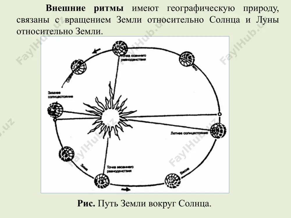 поверхность. яйца и сперма выходят наружу, и происходит оплодотворение. верхняя половина тела, оставшаяся в норе кораллового рифа, к следующему году снова наращивает нижнюю половину с половыми клетками. начало двухмесячной беременности гигантских лесных крыс малайзии приходится на полнолуние. яркий лунный свет стимулирует зачатие у этих ночных животных. палоло на полнолуние приходятся периоды максимальной эмоциональной приподнятости у людей; 28-дневный менструальный цикл женщин, возможно, унаследован от предков млекопитающих, у которых синхронно со сменой фаз луны менялась и температура тела. приливно-отливные ритмы. движение луны вокруг земли ведут к суточной и месячной ритмике приливов. максимальной высоты приливы достигают примерно раз в 14 дней, когда солнце и луна находятся на одной прямой с землей и оказывают максимальное воздействие на воды океанов. ритмика приливов сказывается на организмах прибрежных вод. она здесь важнее, чем смена дня и ночи. атерина-груниона – рыбка длиной 17 см у побережья калифорнии в самые высокие ночные приливы выбрасывается на берег. самки, зарыв хвост …