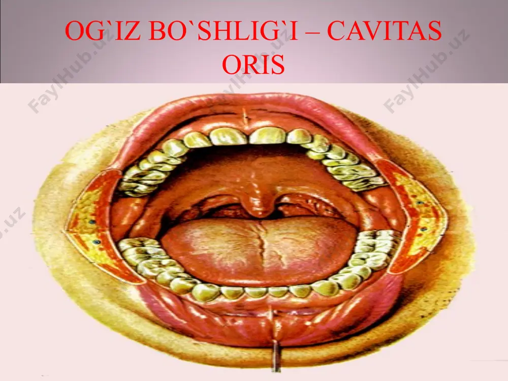 hazm tizimi – systema digestorium - Page 4