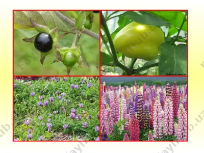 чомча — PPT